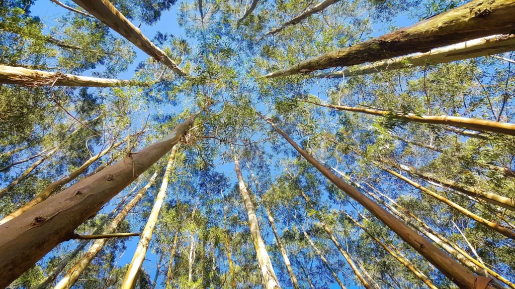 Eucalyptus
